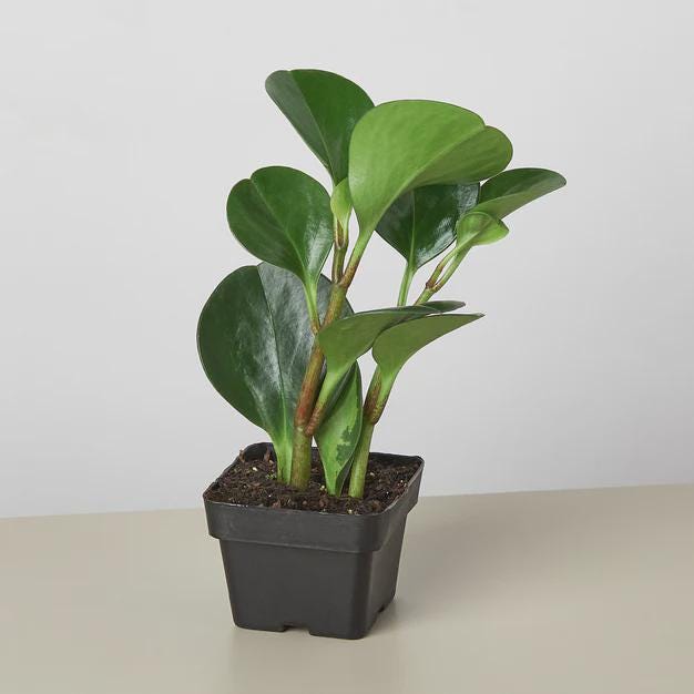 Peperomia Thailand Indoor Plants 3" Pot Austin Jungle Co.