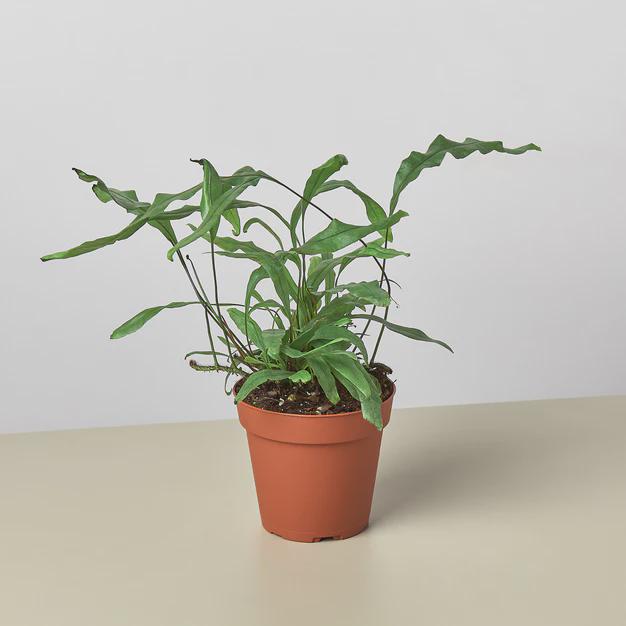 Fern 'Kangaroo Paw' 6" Plant 4" Pot Austin Jungle Co.