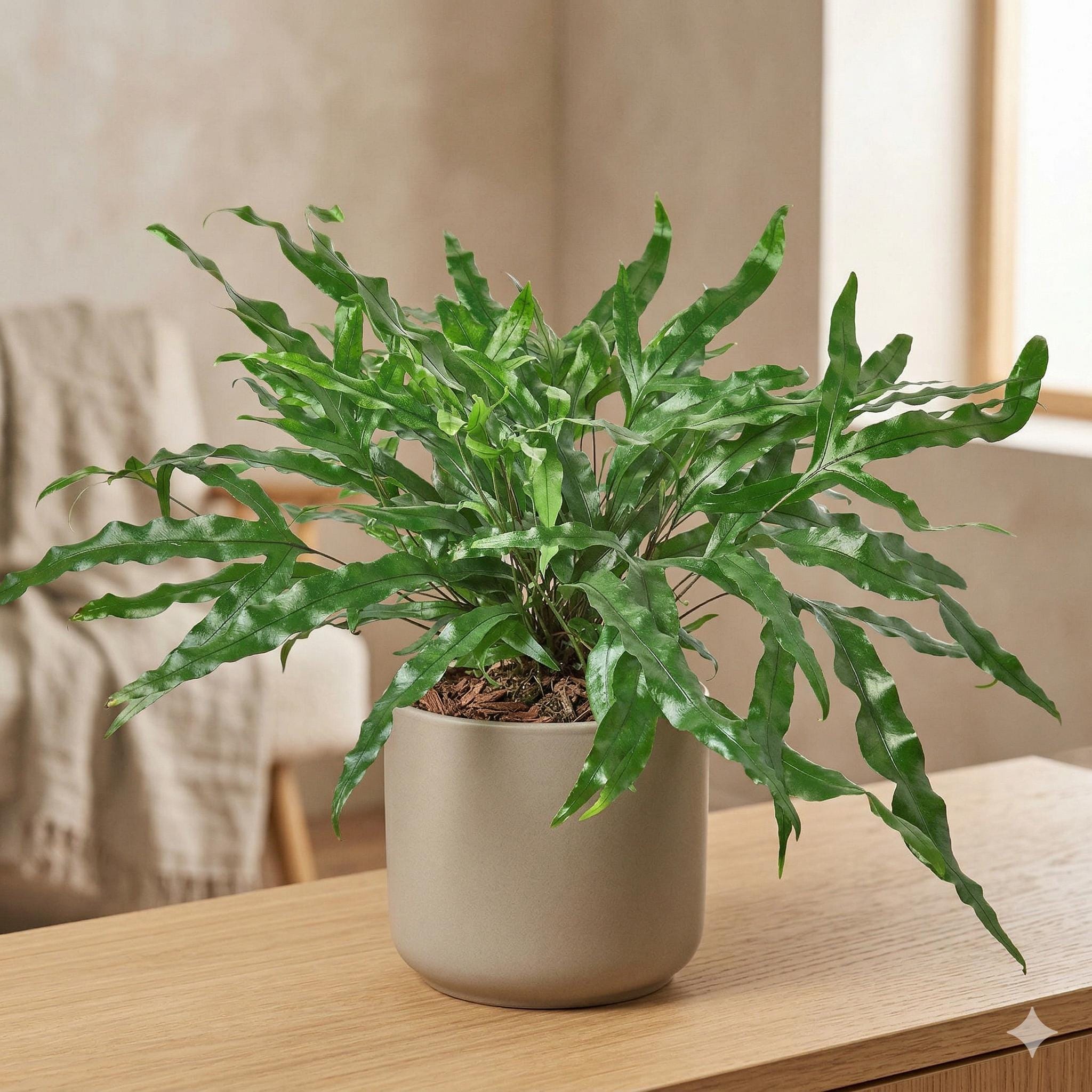 Fern 'Kangaroo Paw' 6" Plant 4" Pot Austin Jungle Co.