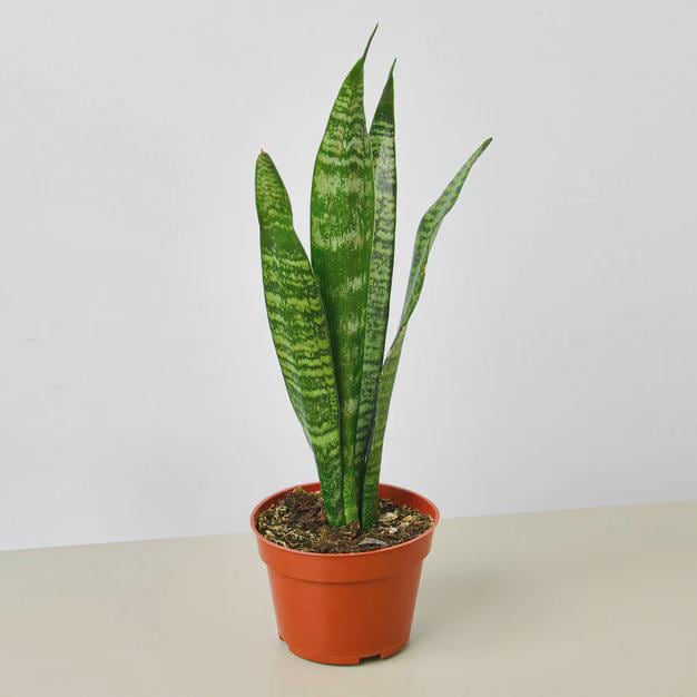 Snake Plant 'Zeylanica' Indoor Plants 4" Pot / Nursery Pot Austin Jungle Co.