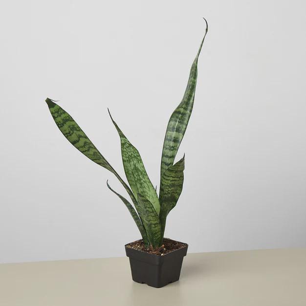Snake Plant 'Zeylanica' Indoor Plants 3" Pot / Nursery Pot Austin Jungle Co.