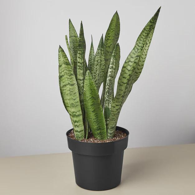 Snake Plant 'Zeylanica' Indoor Plants 8" Pot / Nursery Pot Austin Jungle Co.