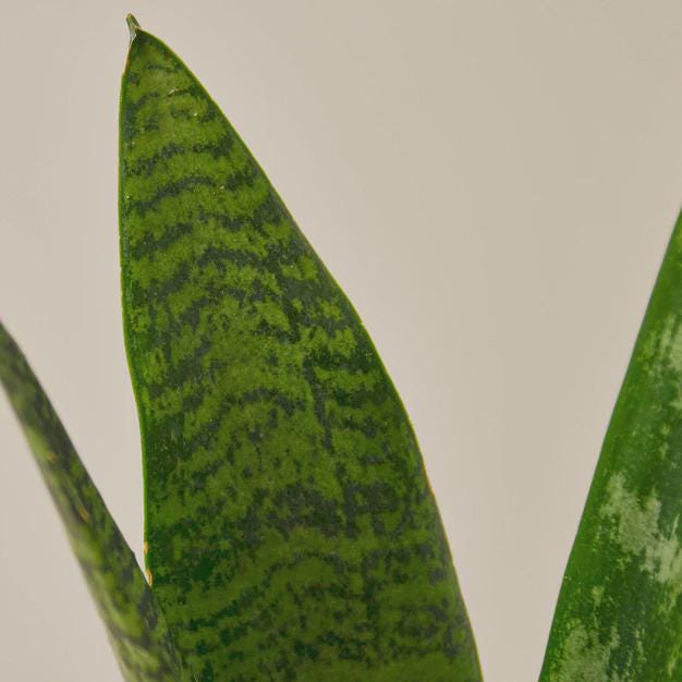 Snake Plant 'Zeylanica' Indoor Plants 3" Pot / Nursery Pot Austin Jungle Co.