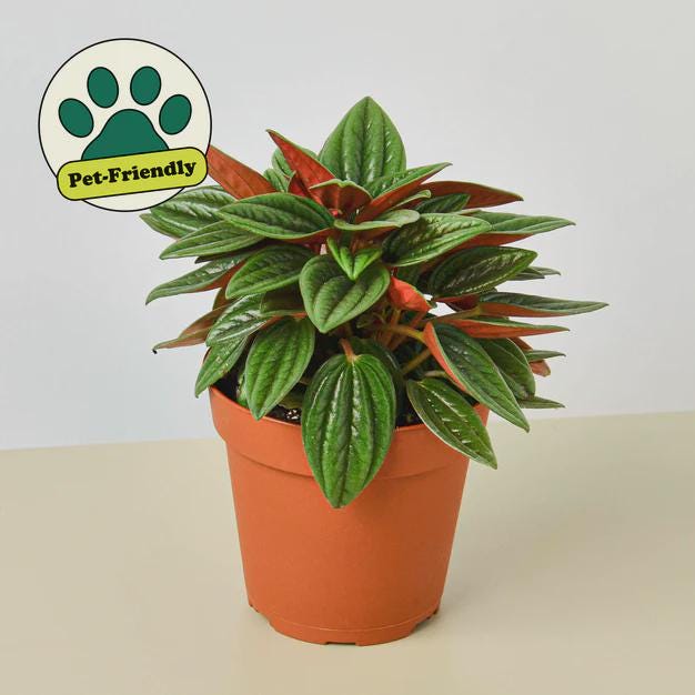 Peperomia Rosso Indoor Plants 4" Pot Austin Jungle Co.