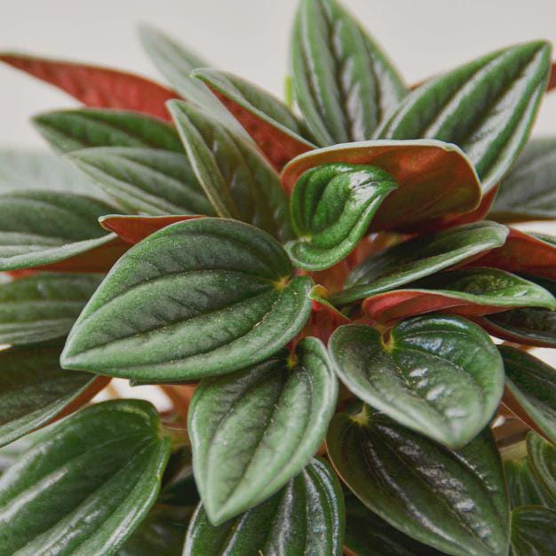 Peperomia Rosso Indoor Plants 4" Pot Austin Jungle Co.