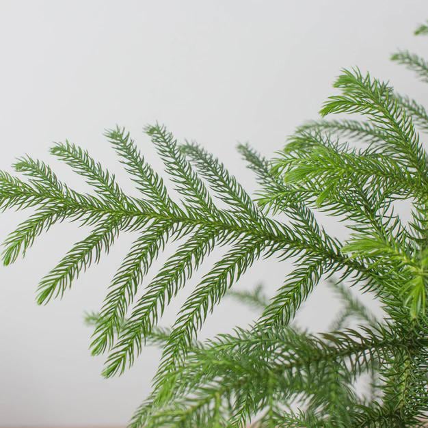 Norfolk 'Island Pine' 4" Pot Austin Jungle Co.