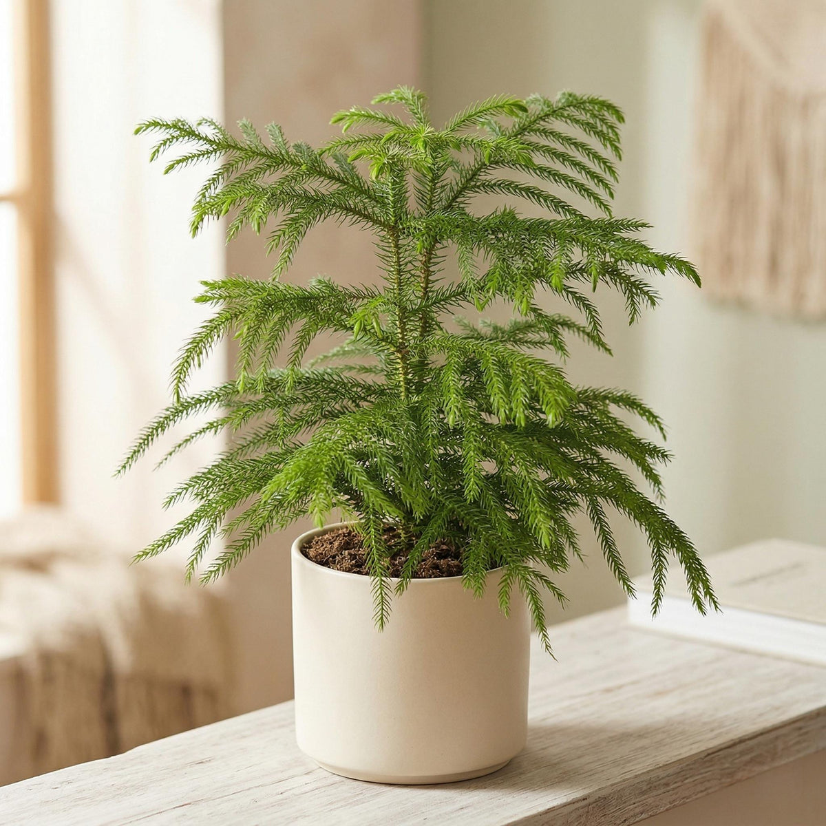 Norfolk Island Pine 4" Pot Austin Jungle Co.