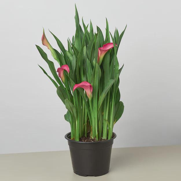 Calla Lily 6" Plant (2pk/$4.5) ($15 Ship/63oz) 4" Pot / Pink Austin Jungle Co.