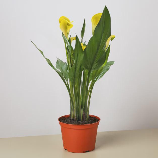 Calla Lily 6" Plant (2pk/$4.5) ($15 Ship/63oz) 4" Pot / Pink Austin Jungle Co.