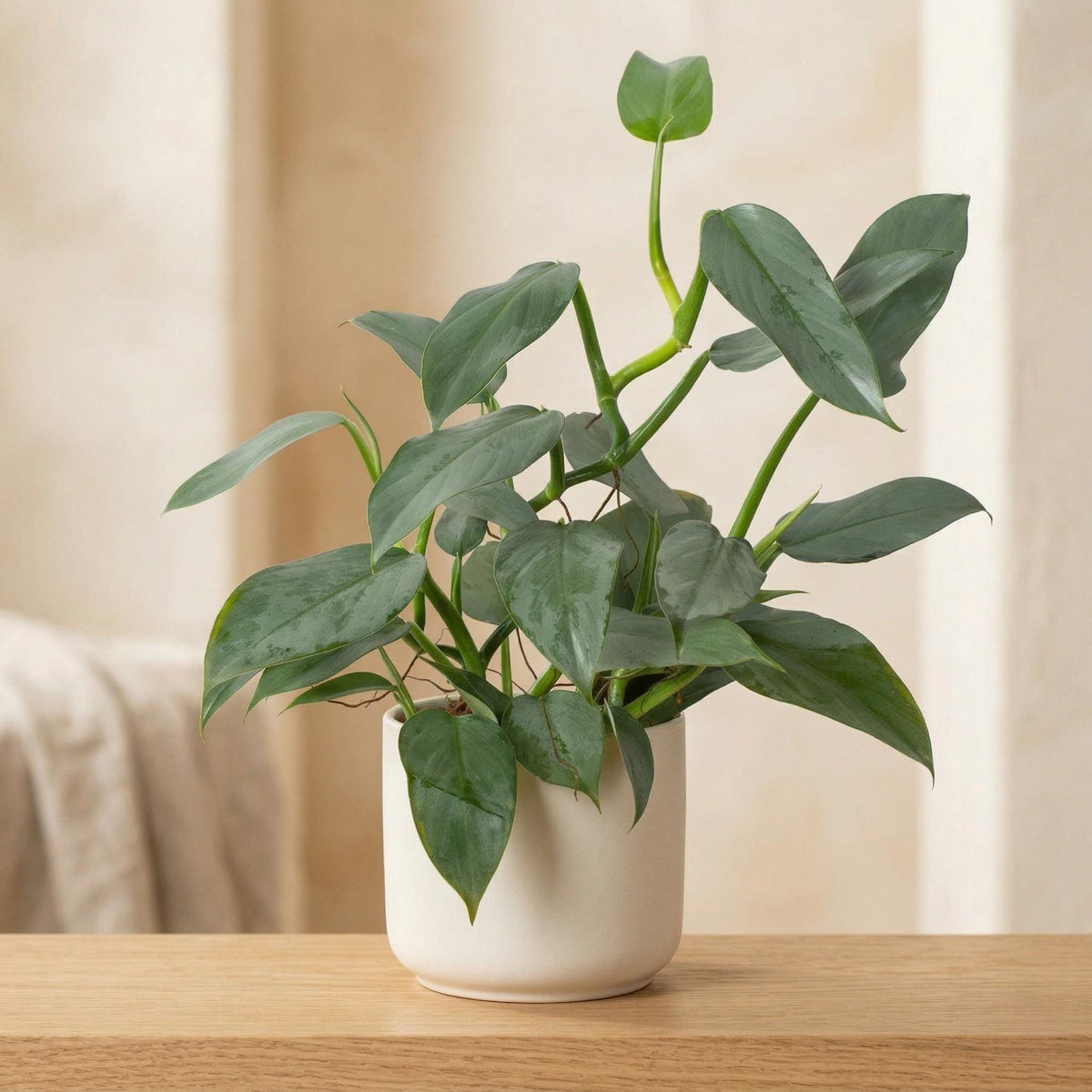 Philodendron 'Silver Sword' Indoor Plants 4" Pot Austin Jungle Co.
