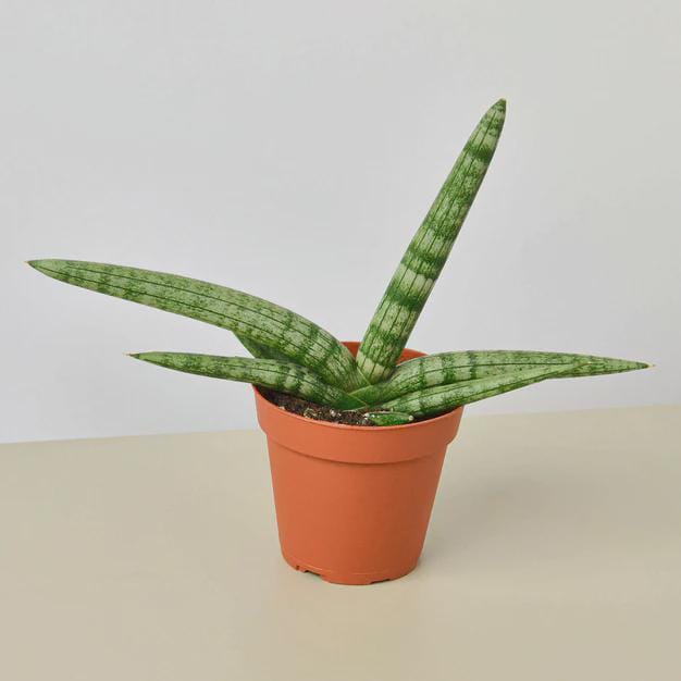 Snake Plant Starfish Indoor Plants 3" Pot Austin Jungle Co.