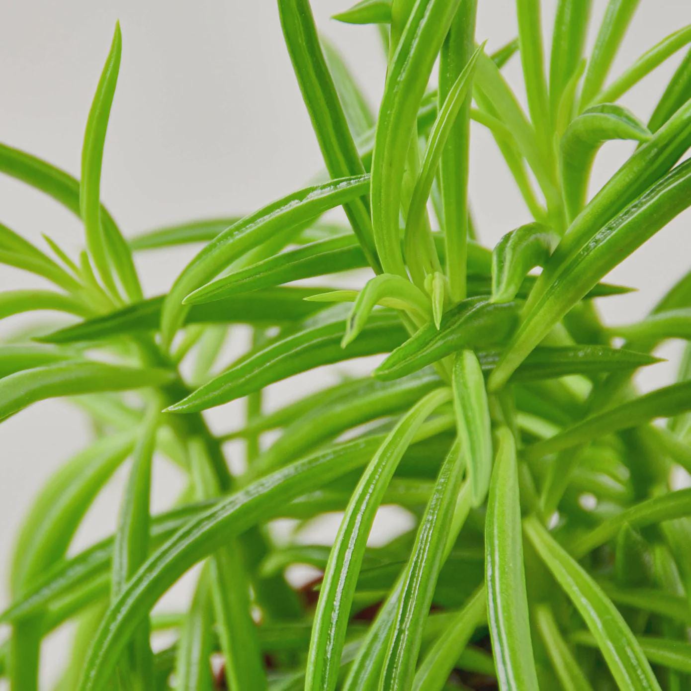 Peperomia 'Green Bean' Indoor Plants 4" Pot Austin Jungle Co.