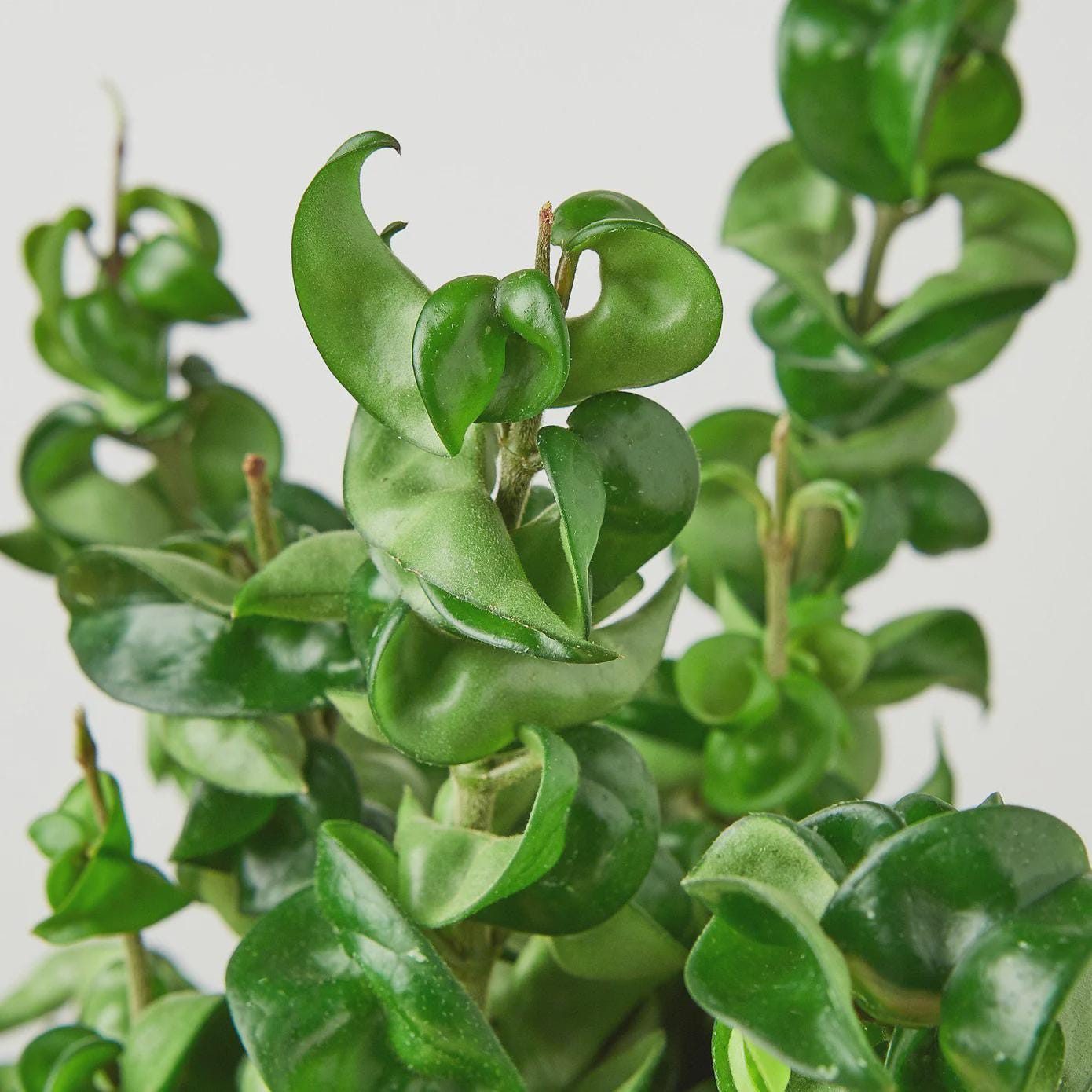 Hoya Rope Plant 4" Plant 3" Pot / Nursery Pot Austin Jungle Co.