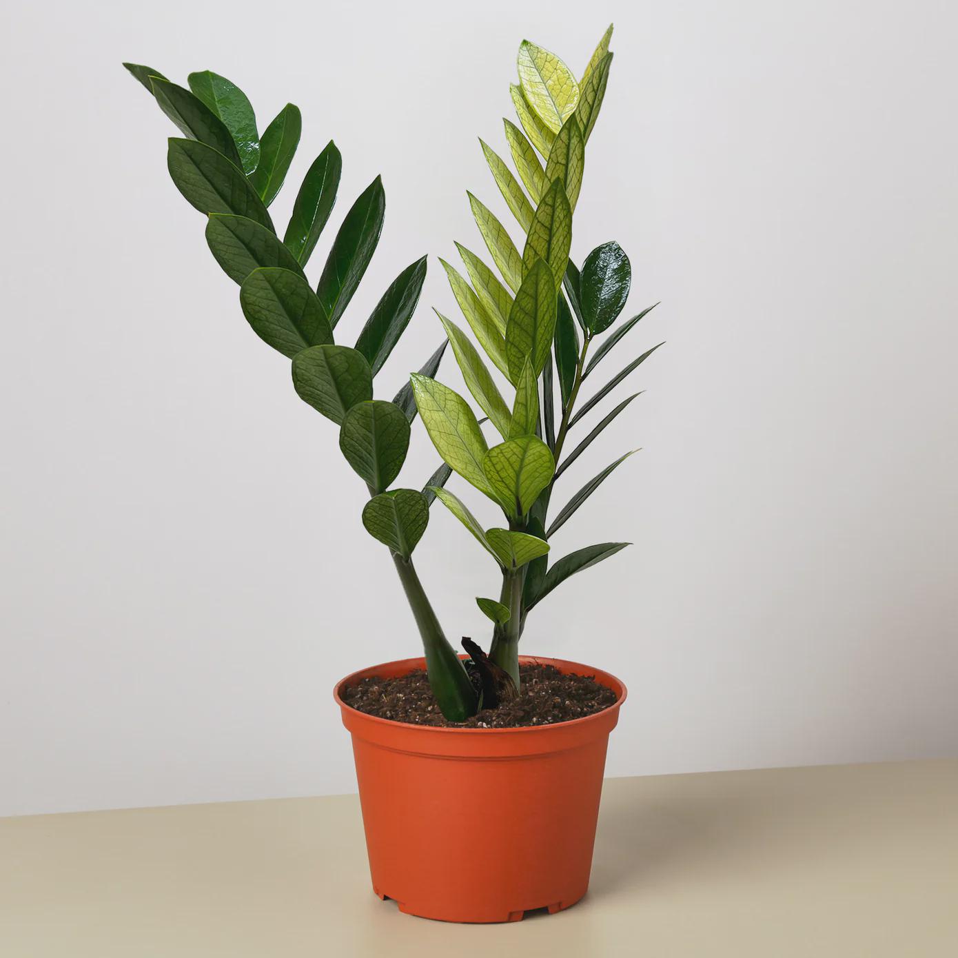 Zamioculcas 'Chameleon' 4" Pot Austin Jungle Co.