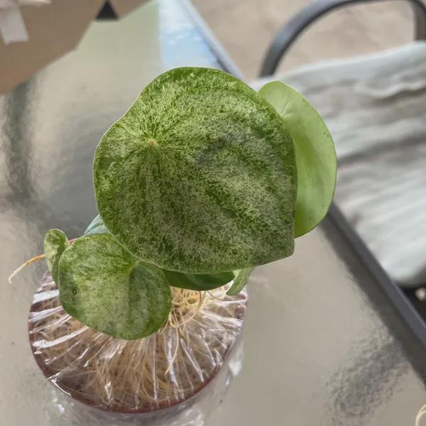 Peperomia 'Watermelon Variegated' Indoor Plants 4" Pot Austin Jungle Co.