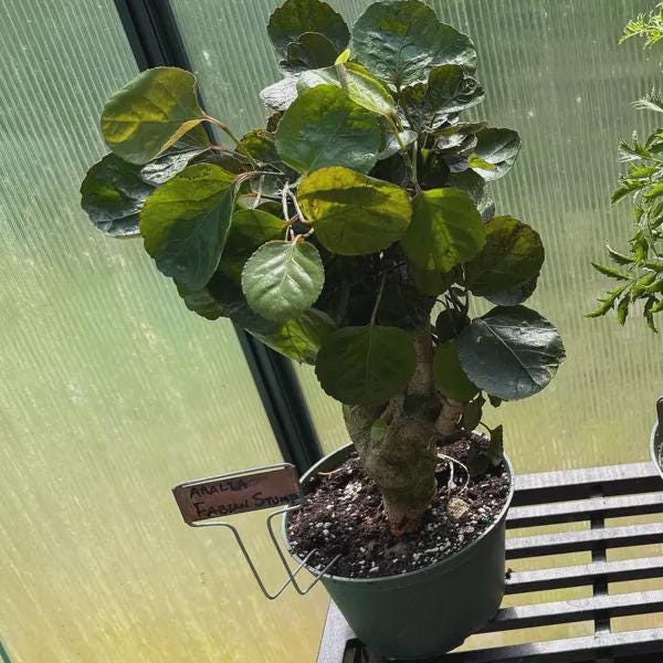 Aralia Fabian Stump 'Polyscias Scutellaria' Indoor Plants 4" Pot Austin Jungle Co.