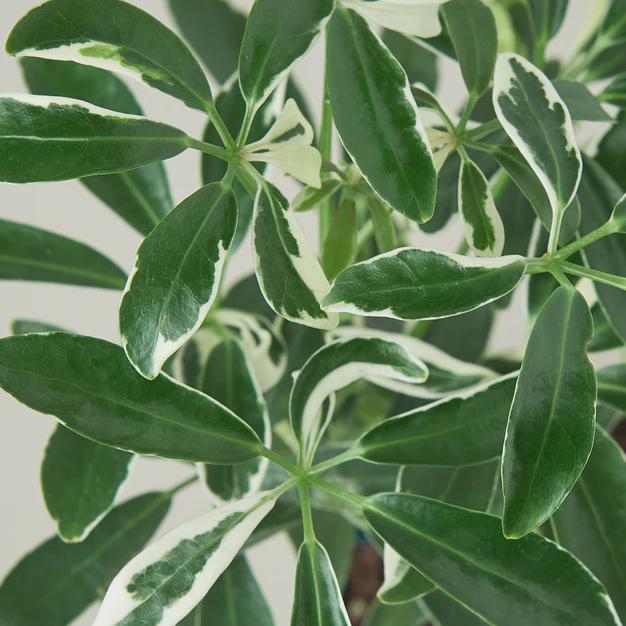 Schefflera Moondrop 'Umbrella Plant' 4" Pot Austin Jungle Co.