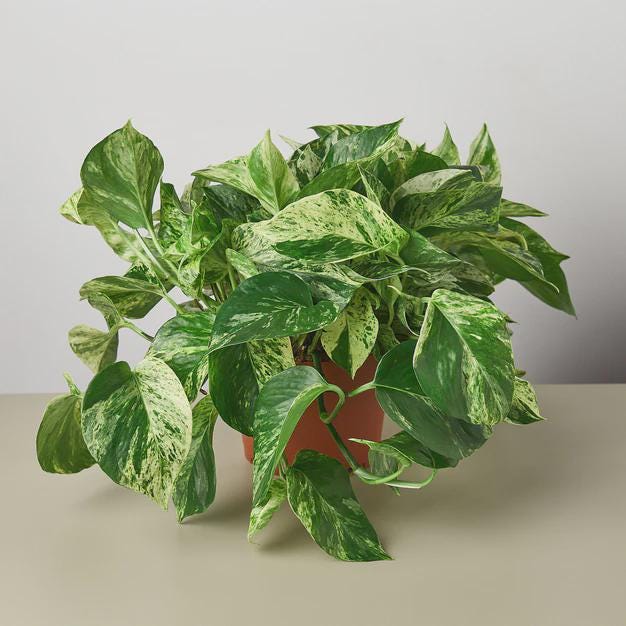 Pothos 'Marble Queen' Indoor Plants 6" Pot Austin Jungle Co.