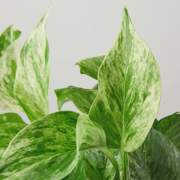 Pothos 'Marble Queen' Indoor Plants 3" Pot Austin Jungle Co.