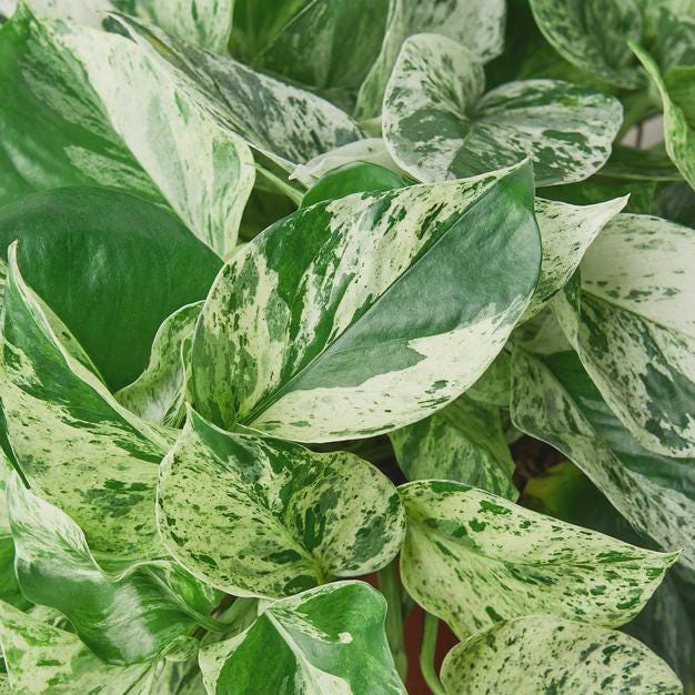 Pothos 'Marble Queen' Indoor Plants 3" Pot Austin Jungle Co.