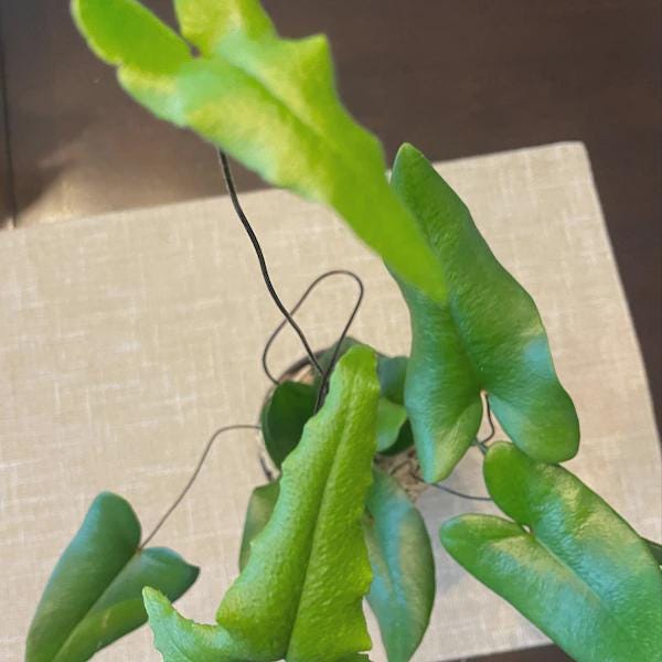 Fern 'Heart' 4" Plant 4" Pot Austin Jungle Co.