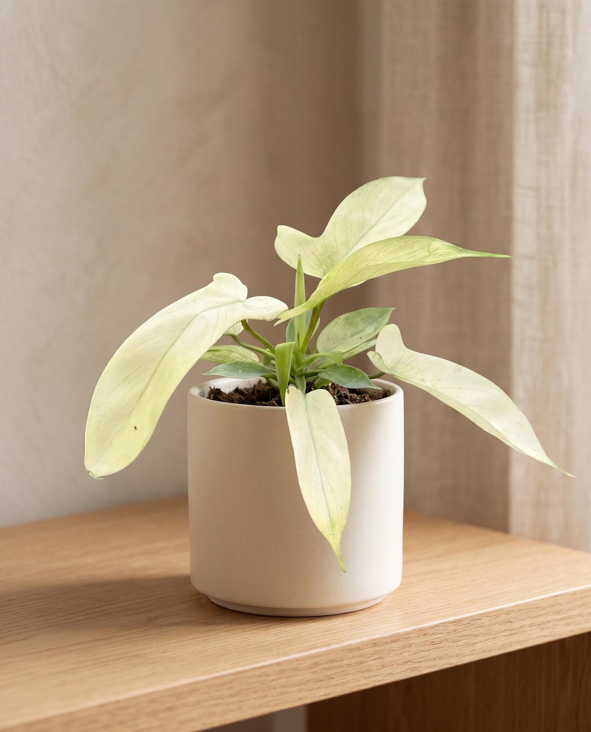 Philodendron 'Florida Ghost'