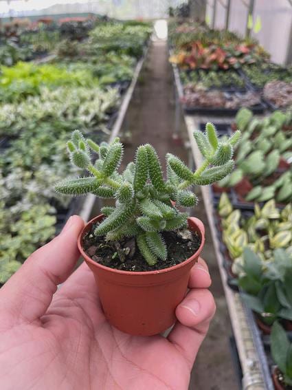 Delosperma echinatum 'Pickle Plant' 3" Pot Austin Jungle Co.