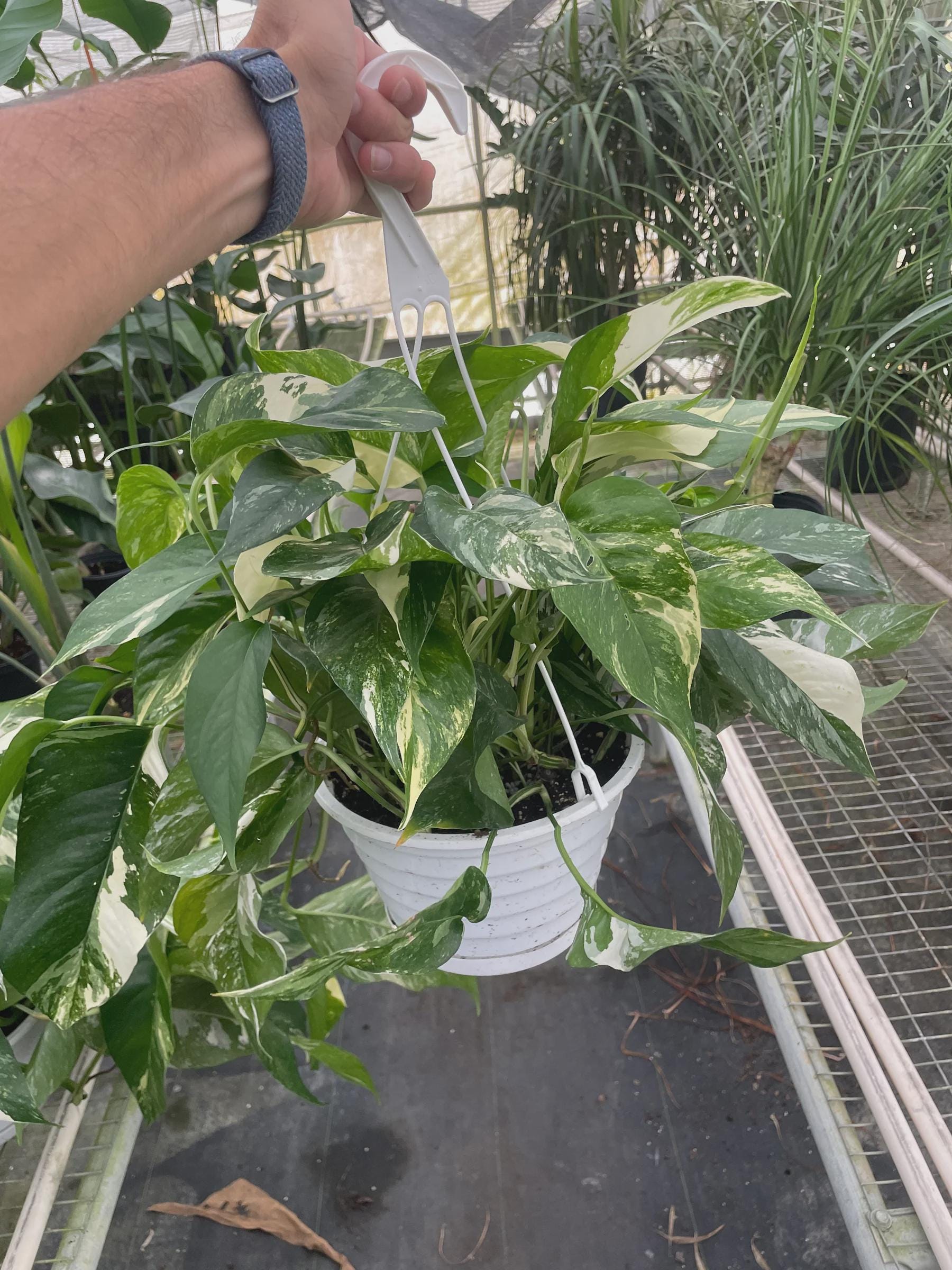 Epipremnum Pinnatum 'Albo-Variegata' 2" Pot Austin Jungle Co.