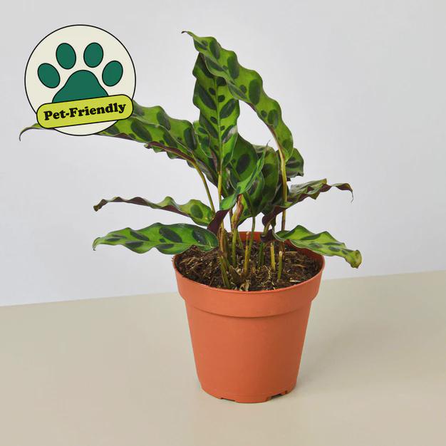 Calathea Lancifolia 'Rattlesnake' Indoor Plants 4" Pot / Nursery Pot Austin Jungle Co.