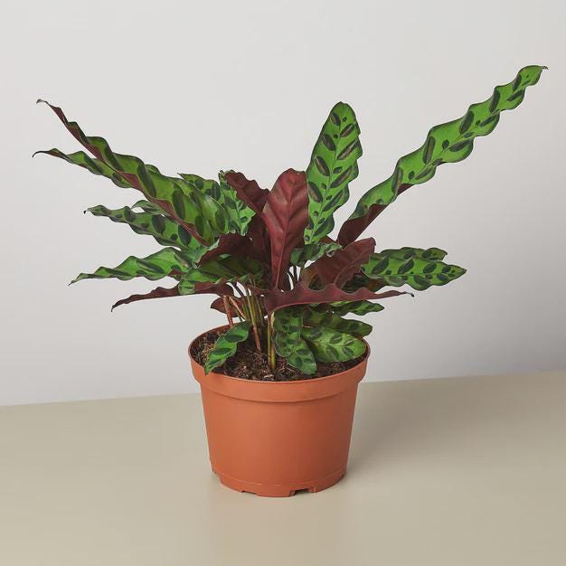 Calathea Lancifolia 'Rattlesnake' Indoor Plants 6" Pot / Nursery Pot Austin Jungle Co.