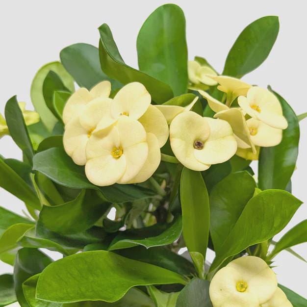Crown of Thorns 6" Plant (2pk/$4.5) ($15 Ship/63oz) 4" Pot / Pink Austin Jungle Co.