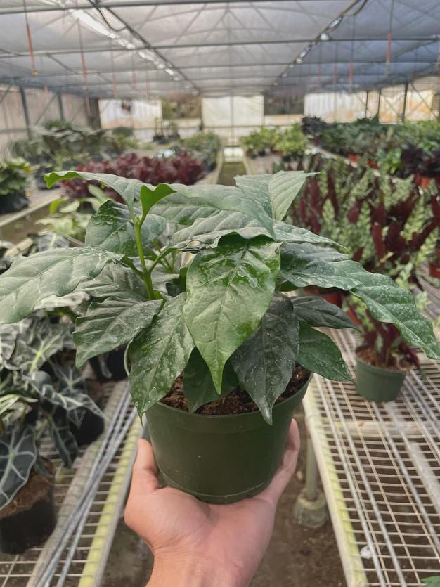 Arabica Coffee Indoor Plants 3" Pot / Nursery Pot Austin Jungle Co.