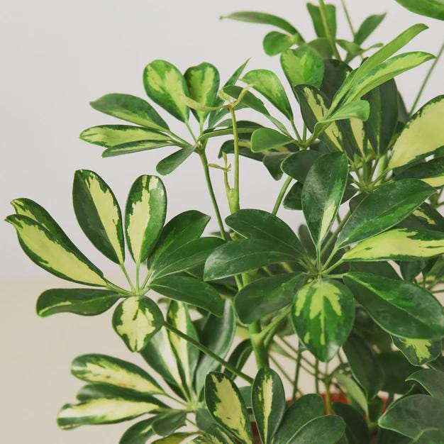 Schefflera Variegated Indoor Plants 4" Pot Austin Jungle Co.