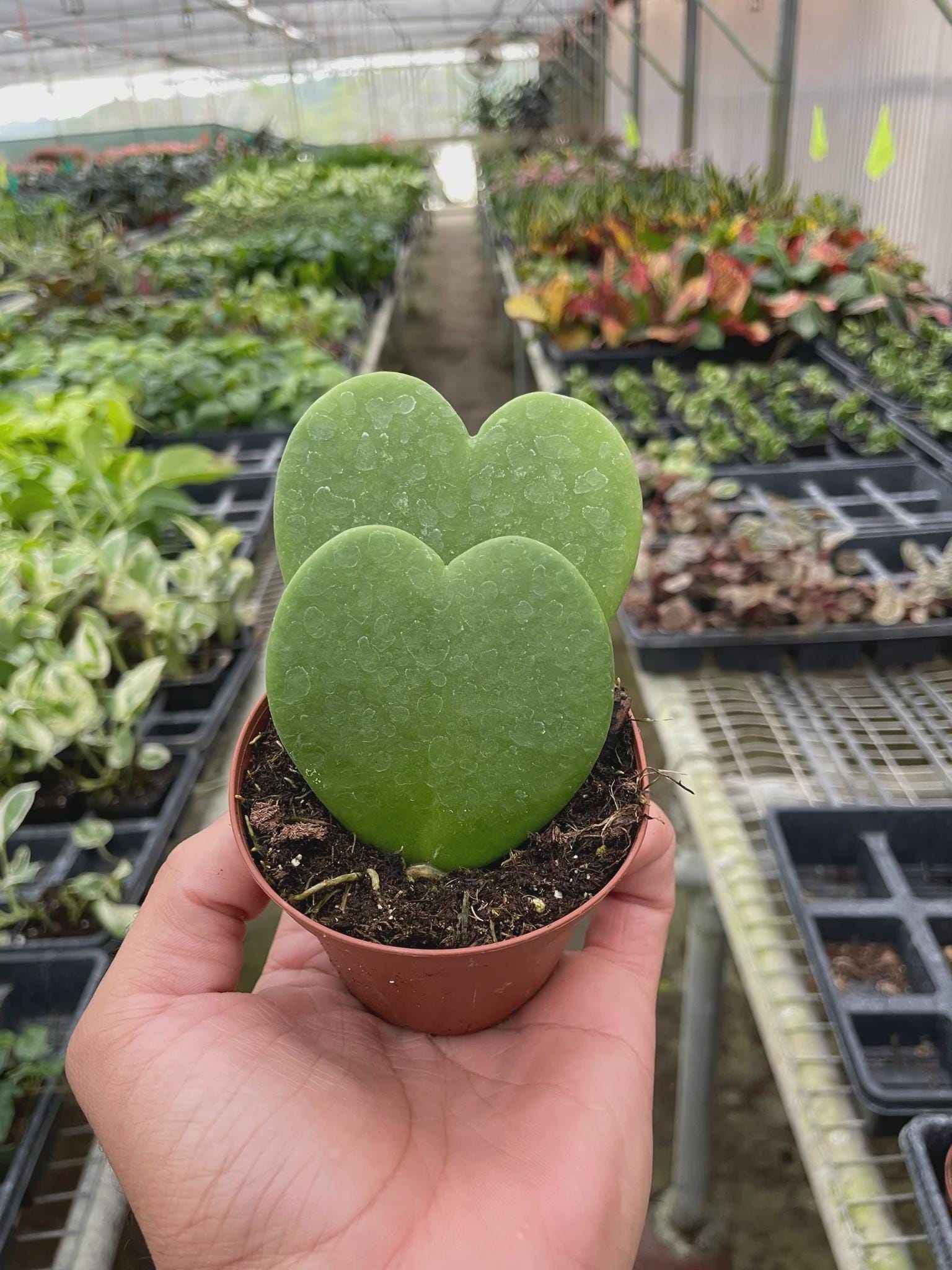 Hoya Sweetheart 4" Plant 3" Pot / Single Austin Jungle Co.