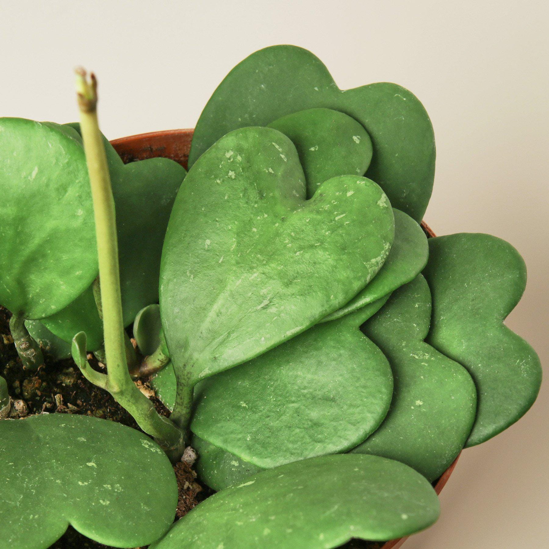 Hoya Sweetheart 4" Plant 3" Pot / Single Austin Jungle Co.
