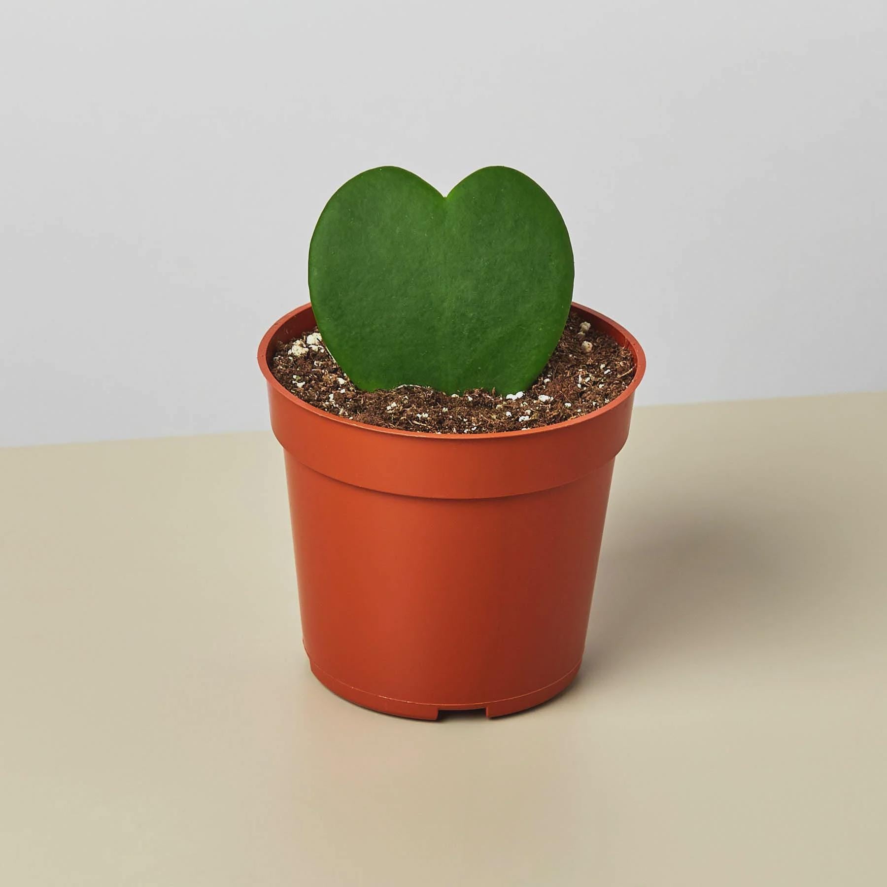 Hoya Sweetheart 4" Plant 3" Pot / Single Austin Jungle Co.