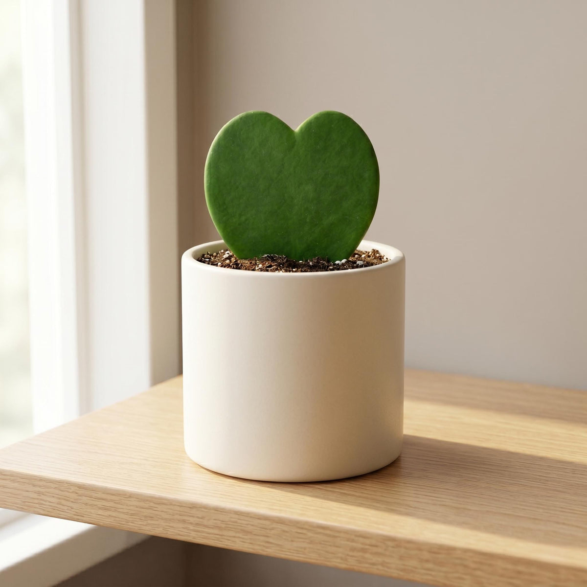 Hoya Sweetheart 4" Plant 3" Pot / Single Austin Jungle Co.