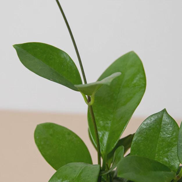 Hoya 'Australis' Indoor Plants 3" Pot Austin Jungle Co.