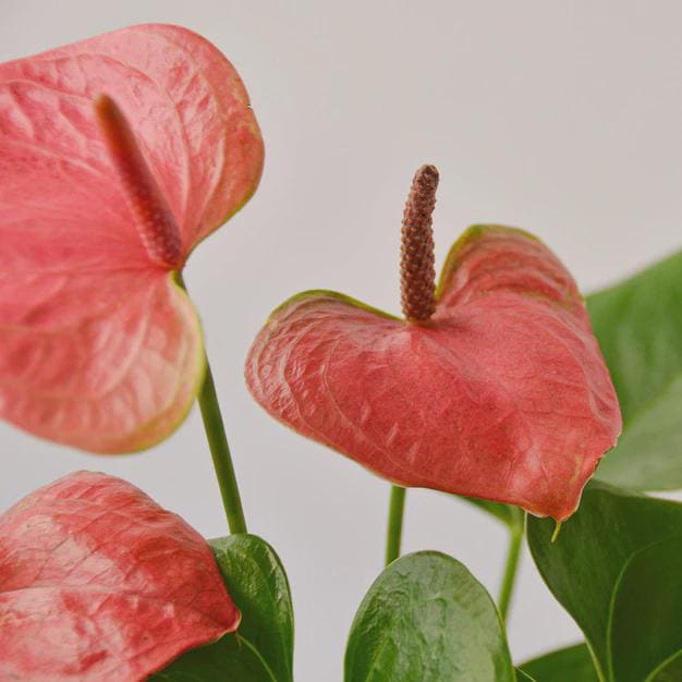 Anthurium 'Pink' Indoor Plants 4" Pot Austin Jungle Co.