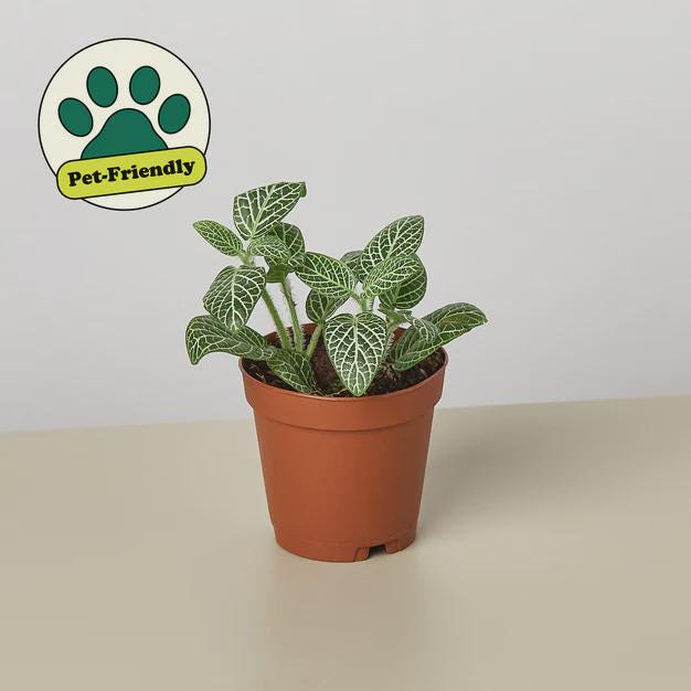 Fittonia 'White Nerve Plant' 4" Plant (1pk/$2) ($6 Ship/15oz) 3" Pot Austin Jungle Co.