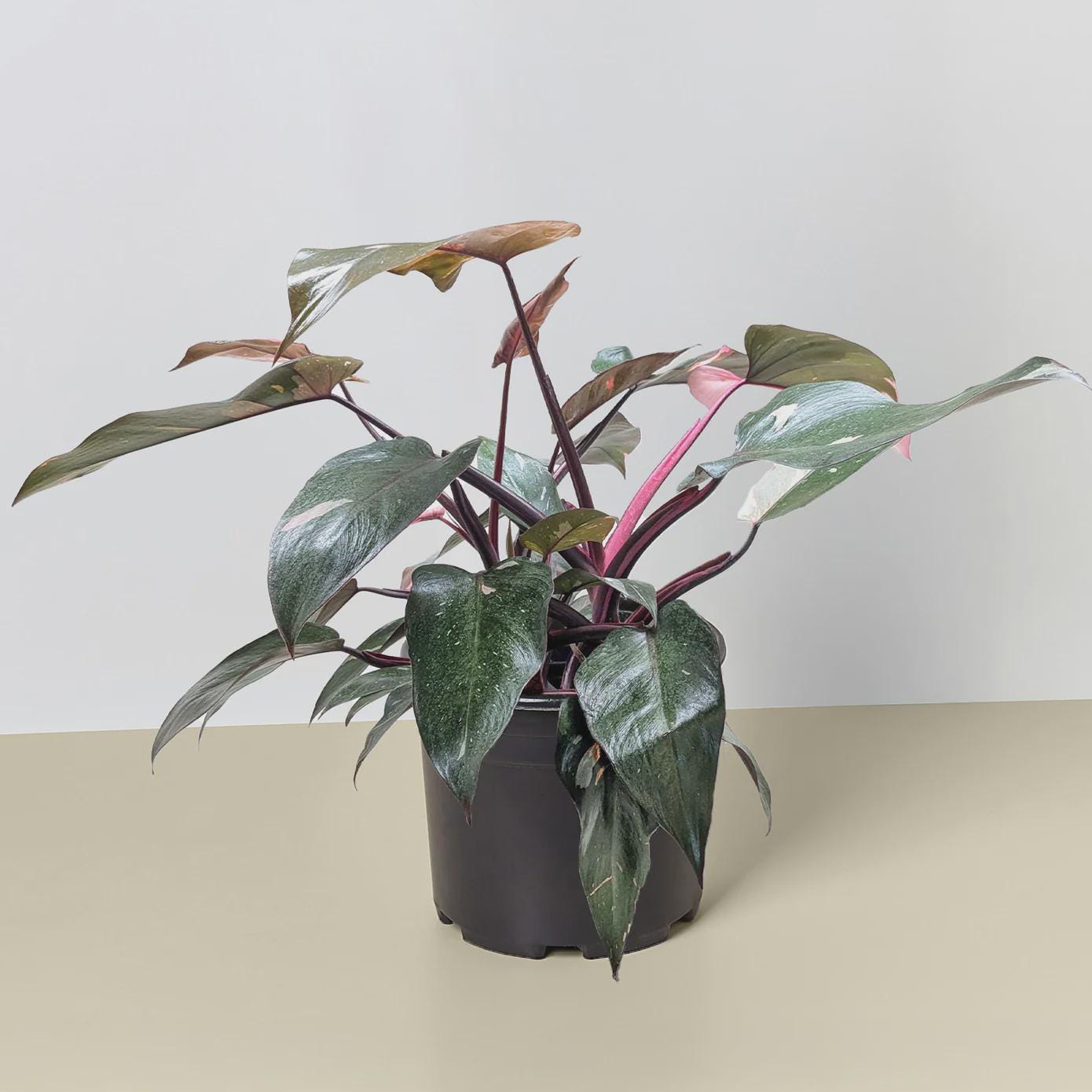 Philodendron 'Pink Princess' Indoor Plants 8" Pot / Nursery Pot Austin Jungle Co.