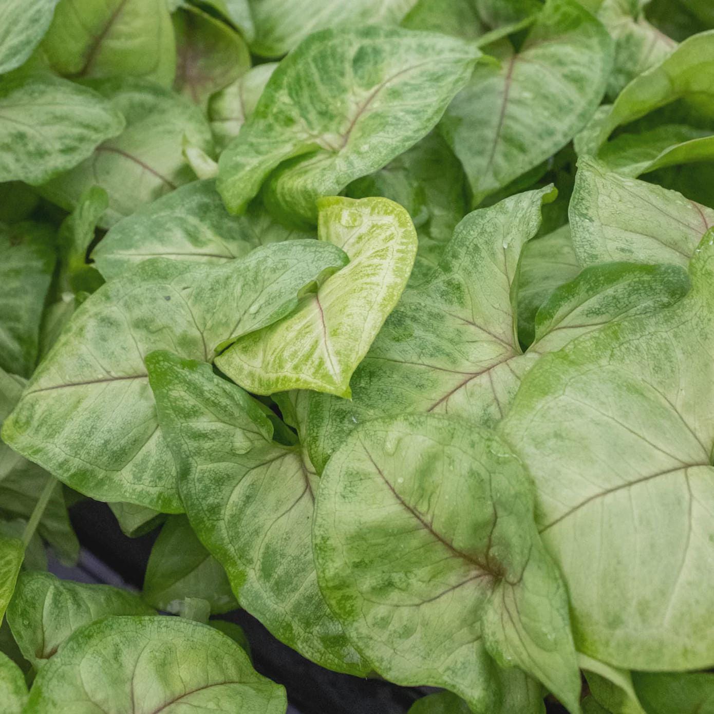 Syngonium Gold - 4" Pot Indoor Plants 4" Pot Austin Jungle Co.