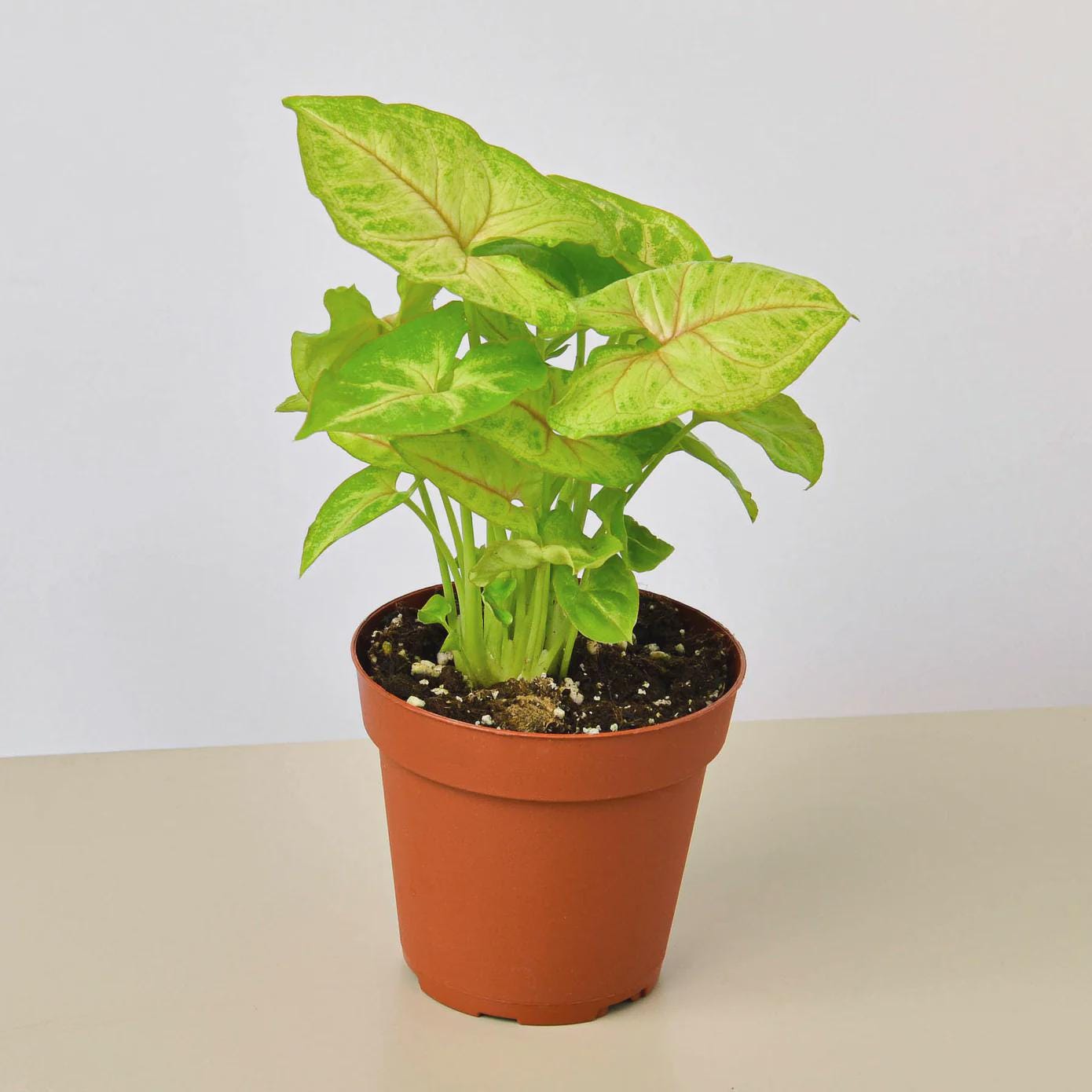 Syngonium Gold - 4" Pot Indoor Plants 4" Pot Austin Jungle Co.
