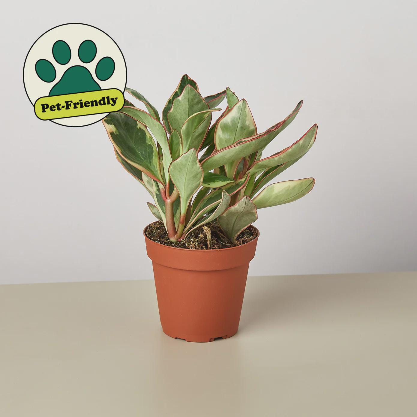 Peperomia 'Ginny' Indoor Plants 3" Pot Austin Jungle Co.