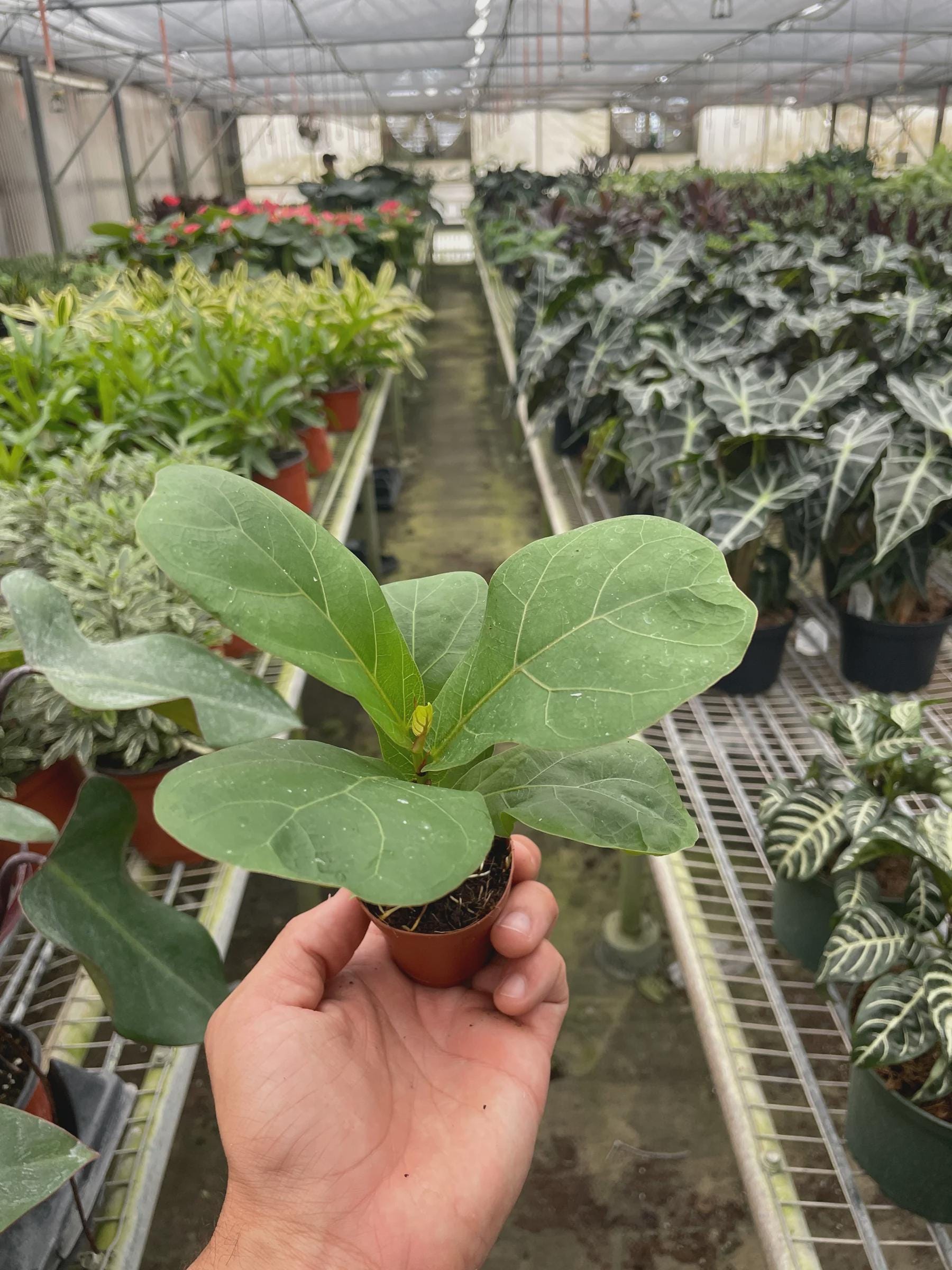 Ficus Lyrata 'Fiddle Leaf Fig' Indoor Plants 2" Pot Austin Jungle Co.