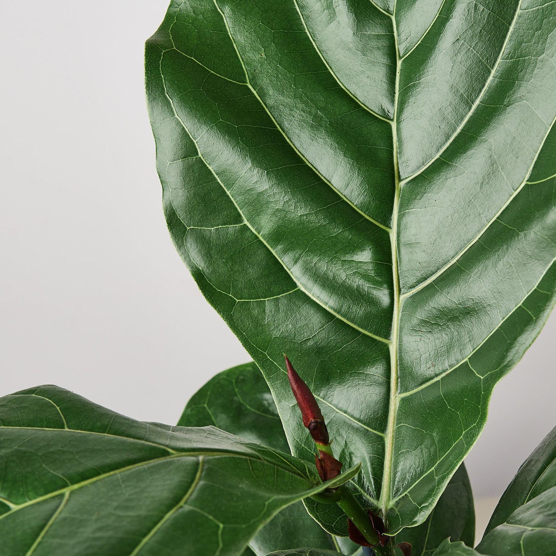 Ficus Lyrata 'Fiddle Leaf Fig' Indoor Plants 2" Pot Austin Jungle Co.