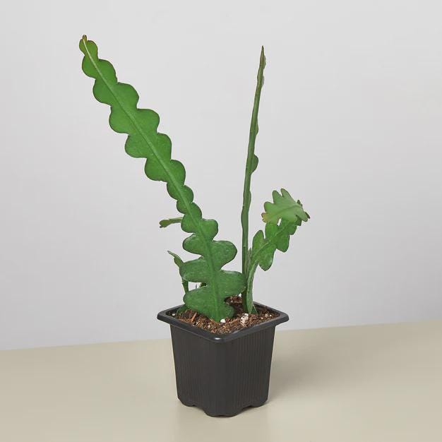 Epiphyllum 'Ric Rac' Cactus 3" Pot Austin Jungle Co.