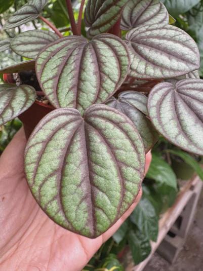 Peperomia 'Picollo Banda' Indoor Plants 4" Pot Austin Jungle Co.