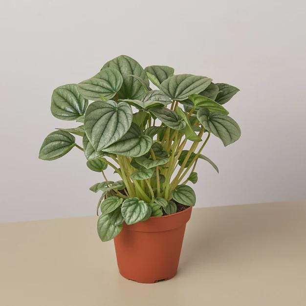 Peperomia 'Frost' Indoor Plants 4" Pot Austin Jungle Co.