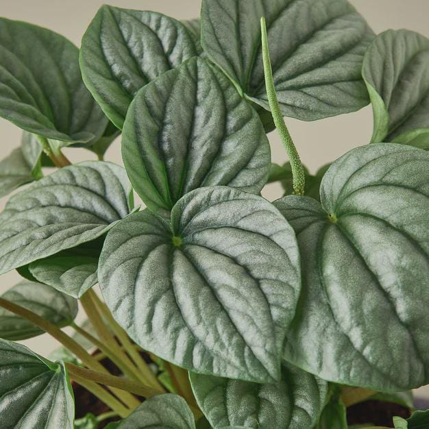 Peperomia 'Frost' Indoor Plants 4" Pot Austin Jungle Co.